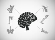 Bone Strength and Brain Health – How To Improve Both