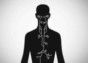 Vagus Nerve: Function & Activation How-To